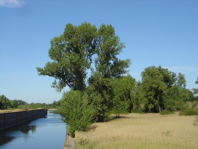 Trees